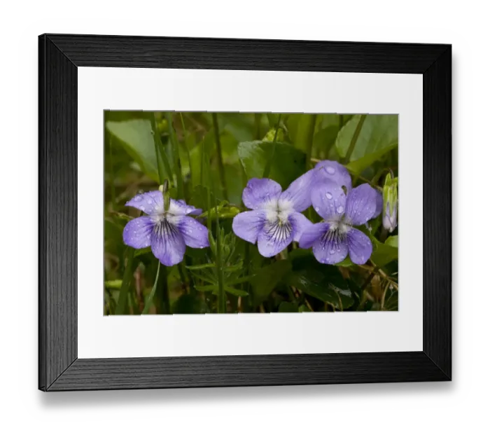 Framed Print : Common Dog Violet (Viola riviniana) close-up of flowers, after rainfall, Bulgaria, may Framed Print : Common Dog Violet (Viola riviniana) close-up of flowers, after rainfall, Bulgaria, may