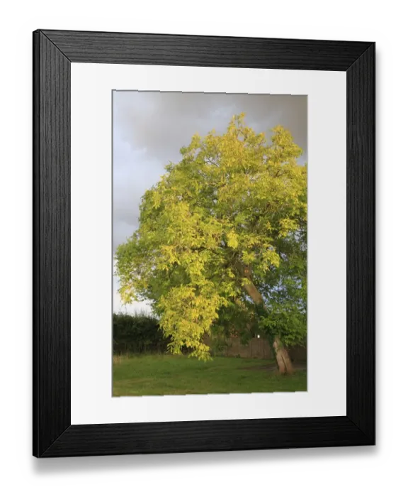 Framed Print : Common Walnut (Juglans regia) habit, sunlit after rainfall in garden, Suffolk, England, july