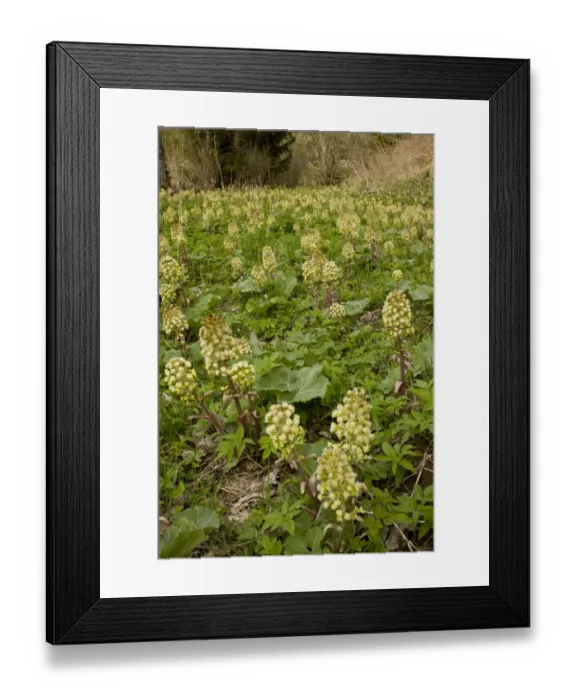Framed Print : White Butterbur (Petasites albus) flowering mass, Rila Mountains, Bulgaria, may Framed Print : White Butterbur (Petasites albus) flowering mass, Rila Mountains, Bulgaria, may