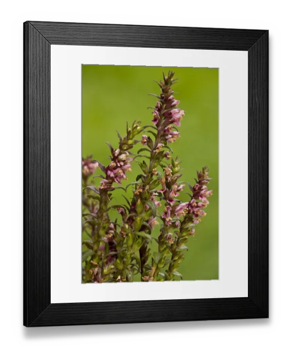 Framed Print : Red Bartsia (Odontites verna) flowering, growing on damp grassland, Dorset, England, september