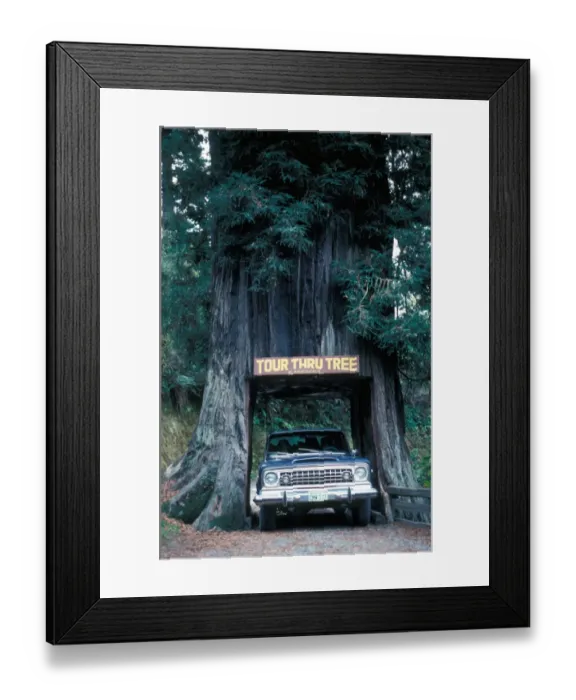 Framed Print : Tree - Redwood Californian (Sequoia sempervirens) Car driving through hole cut in tree Framed Print : Tree - Redwood Californian (Sequoia sempervirens) Car driving through hole cut in tree