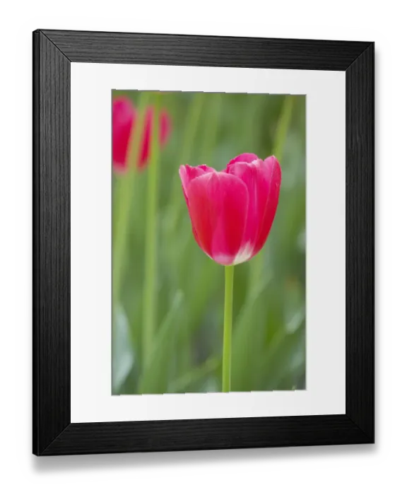 Framed Print : Tulip (Tulipa sp. ) The Cure, flowering, Keukenhof Gardens, South Holland, Netherlands Framed Print : Tulip (Tulipa sp. ) The Cure, flowering, Keukenhof Gardens, South Holland, Netherlands