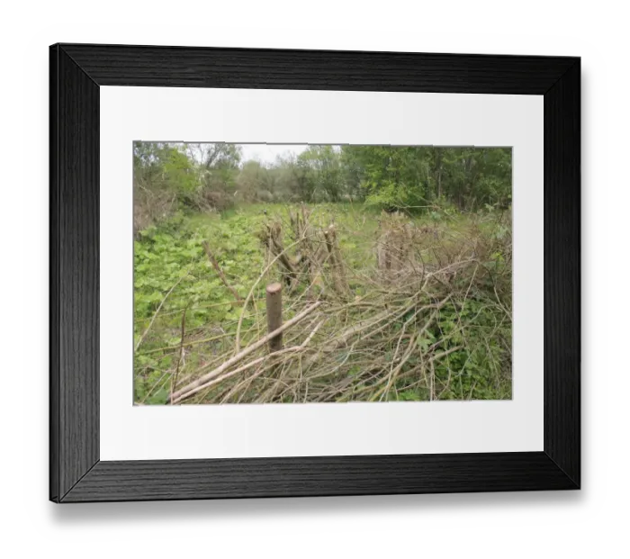Framed Print : Willow (Salix sp. ) coppiced stools in bed, surrounded by hedge of layed branches as protection from browsing deer Framed Print : Willow (Salix sp. ) coppiced stools in bed, surrounded by hedge of layed branches as protection from browsing deer