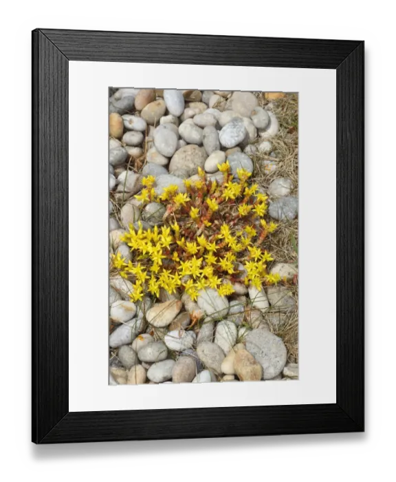 Framed Print : Biting Stonecrop (Sedum acre) flowering, growing on shingle beach, Chesil Beach, Dorset, England, july Framed Print : Biting Stonecrop (Sedum acre) flowering, growing on shingle beach, Chesil Beach, Dorset, England, july