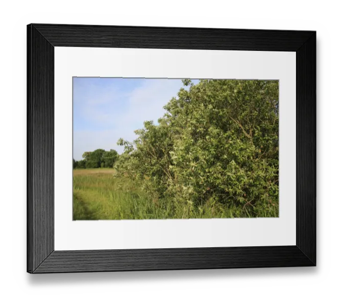 Framed Print : Common Sallow (Salix cinerea) habit, growing in fen habitat, Middle Fen, Thelnetham Fen, Thelnetham