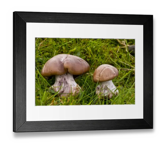 Framed Print : Field Blewit (Lepista saeva) fruiting bodies, growing in acid grassland, Quantock Hills, Somerset, England, november Framed Print : Field Blewit (Lepista saeva) fruiting bodies, growing in acid grassland, Quantock Hills, Somerset, England, november