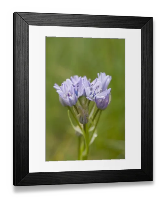 Framed Print : Spring Squill (Scilla verna) flowering, growing on coastal grassland, Orkney, Scotland, june Framed Print : Spring Squill (Scilla verna) flowering, growing on coastal grassland, Orkney, Scotland, june