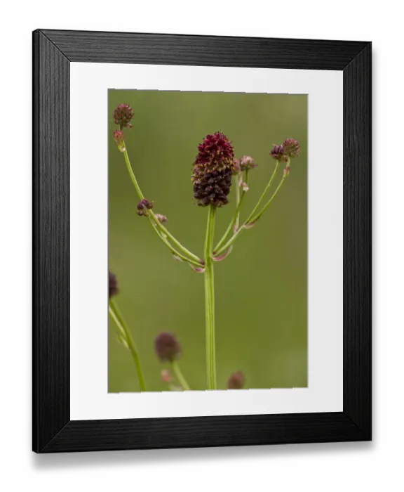 Framed Print : Great Burnet (Sanguisorba officinalis) flowering, growing in damp hay meadow, Switzerland, june Framed Print : Great Burnet (Sanguisorba officinalis) flowering, growing in damp hay meadow, Switzerland, june