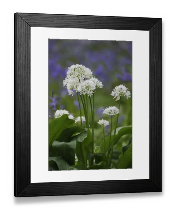 Framed Print : Ramsons (Allium ursinum) flowering, with Bluebells (Endymion non-scriptus) in background, in deciduous woodland Framed Print : Ramsons (Allium ursinum) flowering, with Bluebells (Endymion non-scriptus) in background, in deciduous woodland