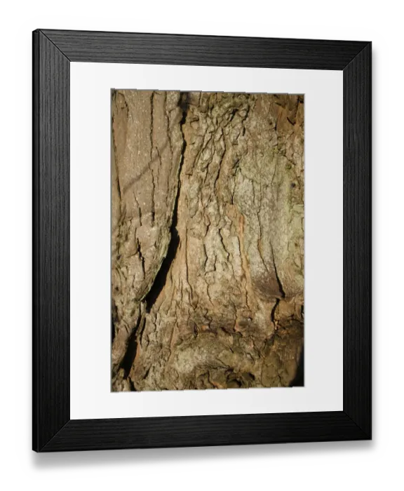 Framed Print : Sycamore (Acer pseudoplatanus) close-up of bark, Thornham Magna, Suffolk, England, october Framed Print : Sycamore (Acer pseudoplatanus) close-up of bark, Thornham Magna, Suffolk, England, october
