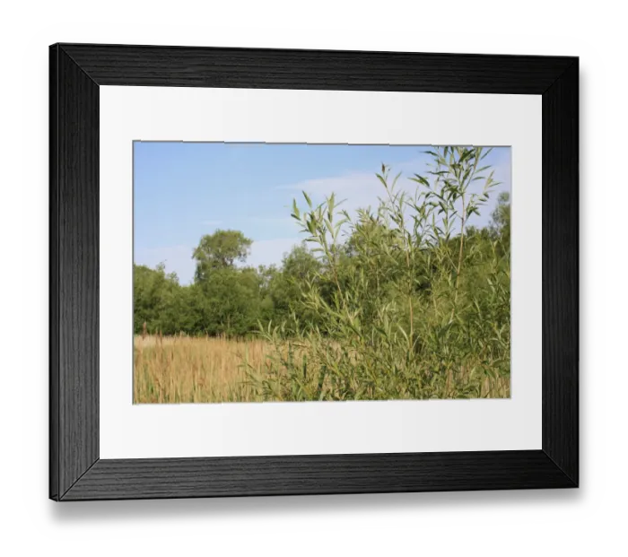 Framed Print : Crack Willow (Salix fragilis) leaves, growing at edge of reedbed in fen habitat, Little Ouse Headwaters Project Framed Print : Crack Willow (Salix fragilis) leaves, growing at edge of reedbed in fen habitat, Little Ouse Headwaters Project