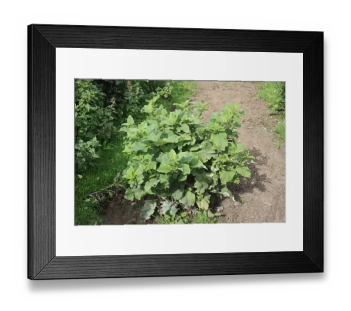 Framed Print : Lesser Burdock (Arctium minus) leaves, growing on pouched ground in pasture, Thornham Magna, Suffolk, England, august Framed Print : Lesser Burdock (Arctium minus) leaves, growing on pouched ground in pasture, Thornham Magna, Suffolk, England, august