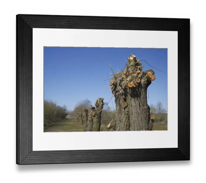 Framed Print : Willow (Salix sp. ) pollarded trees, Lackford Lakes Nature Reserve, Suffolk, England, march Framed Print : Willow (Salix sp. ) pollarded trees, Lackford Lakes Nature Reserve, Suffolk, England, march