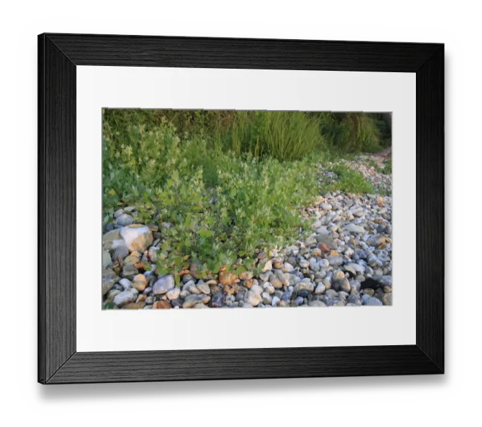 Framed Print : Common Orache (Atriplex patula) growing on pebbles at edge of beach at dawn, Bembridge, Isle of Wight, England, june Framed Print : Common Orache (Atriplex patula) growing on pebbles at edge of beach at dawn, Bembridge, Isle of Wight, England, june
