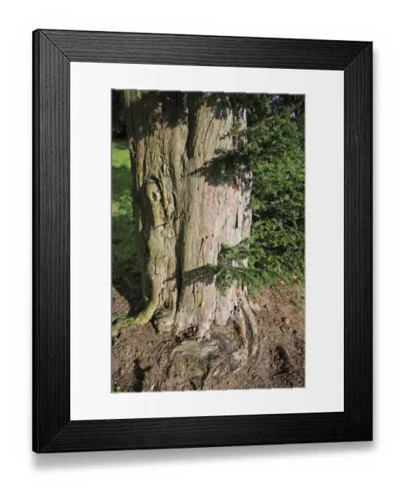 Framed Print : Common Yew (Taxus baccata) close-up of trunk, in church graveyard, St. Marys Church, Mendlesham, Suffolk, England Framed Print : Common Yew (Taxus baccata) close-up of trunk, in church graveyard, St. Marys Church, Mendlesham, Suffolk, England