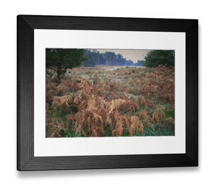 Framed Print : Bracken (Pteridium aquilinum) fronds, in breckland heathland habitat at dawn, Knettishall Heath Country Park, Suffolk Framed Print : Bracken (Pteridium aquilinum) fronds, in breckland heathland habitat at dawn, Knettishall Heath Country Park, Suffolk
