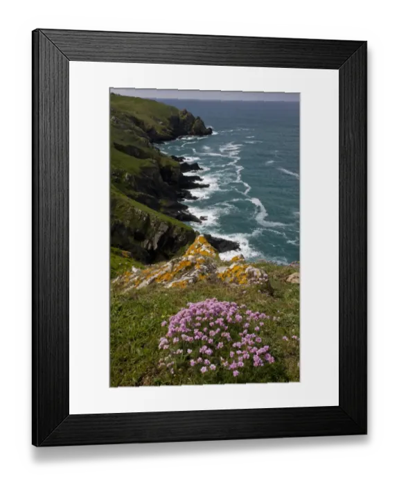 Framed Print : Thrift (Armeria maritima) flowering, growing in clifftop habitat, near Mullion Cove, The Lizard, Cornwall, England, may Framed Print : Thrift (Armeria maritima) flowering, growing in clifftop habitat, near Mullion Cove, The Lizard, Cornwall, England, may