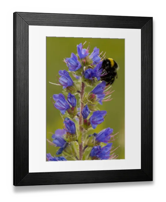 Framed Print : Vipers Bugloss (Echium vulgare) flowering, with Bumblebee (Bombus sp. ) feeding, Cranwich Camp, Breckland, Norfolk Framed Print : Vipers Bugloss (Echium vulgare) flowering, with Bumblebee (Bombus sp. ) feeding, Cranwich Camp, Breckland, Norfolk