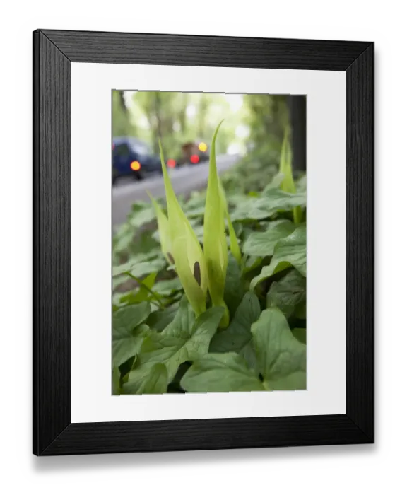 Framed Print : Lords and Ladies (Arum maculatum) spathe and spadix, growing on roadside verge beside woodland, Peak District Framed Print : Lords and Ladies (Arum maculatum) spathe and spadix, growing on roadside verge beside woodland, Peak District
