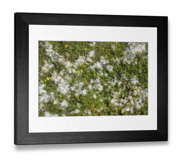 Framed Print : Creeping Willow (Salix repens) seed dispersal, growing on coastal heathland, Orkney, Scotland, june