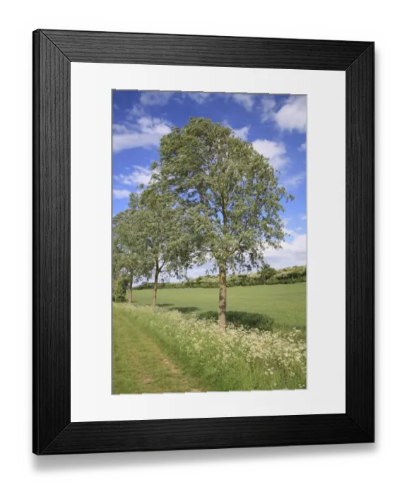 Framed Print : White Willow (Salix alba) habit, growing at edge of track in arable farmland, Bacton, Suffolk, England, may Framed Print : White Willow (Salix alba) habit, growing at edge of track in arable farmland, Bacton, Suffolk, England, may