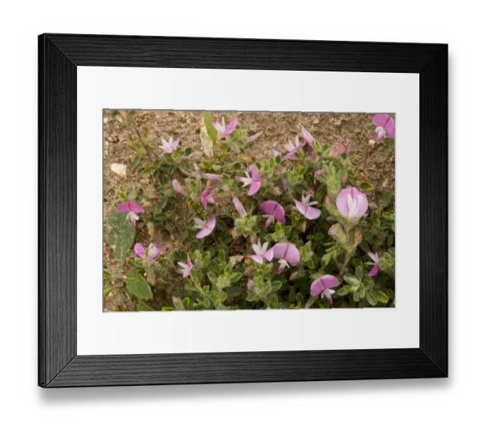 Framed Print : Common Restharrow (Ononis repens) flowering, Breckland, Norfolk, England, july Framed Print : Common Restharrow (Ononis repens) flowering, Breckland, Norfolk, England, july