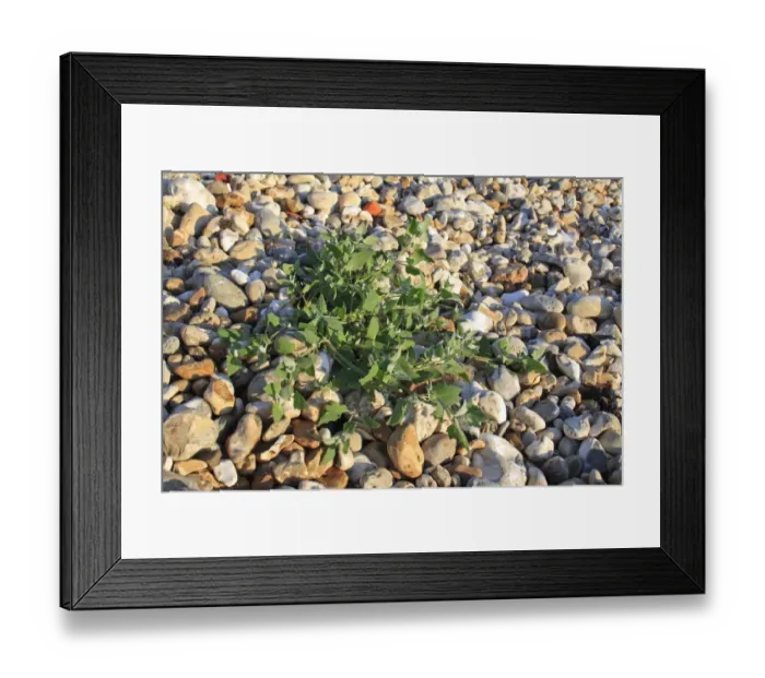 Framed Print : Common Orache (Atriplex patula) leaves, growing on pebbles at edge of beach, Bembridge, Isle of Wight, England, june Framed Print : Common Orache (Atriplex patula) leaves, growing on pebbles at edge of beach, Bembridge, Isle of Wight, England, june