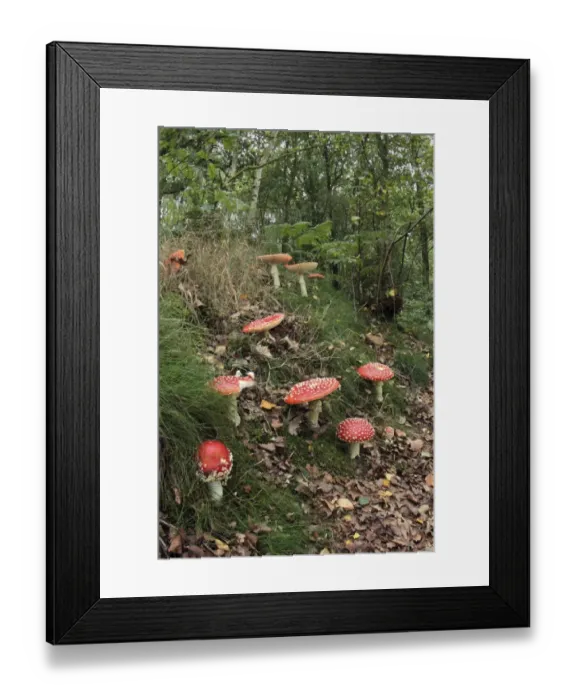 Framed Print : Fly Agaric (Amanita muscaria) fruiting bodies, growing in woodland habitat, Derbyshire, England, september