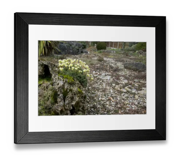 Framed Print : Cushion Saxifrage (Saxifraga x apiculata) flowering, growing on tufa rock in gravel garden, Essex, England, march Framed Print : Cushion Saxifrage (Saxifraga x apiculata) flowering, growing on tufa rock in gravel garden, Essex, England, march