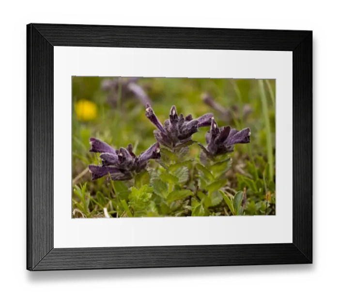 Framed Print : Alpine Bartsia (Bartsia alpina) flowering, Slovenia, june Framed Print : Alpine Bartsia (Bartsia alpina) flowering, Slovenia, june