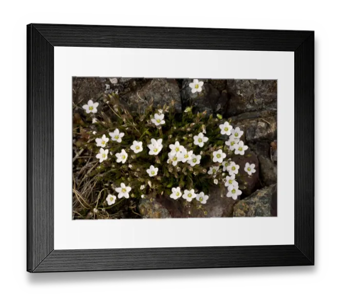 Framed Print : Spring Sandwort (Minuartia verna) flowering, growing in coastal grassland, The Lizard, Cornwall, England, may