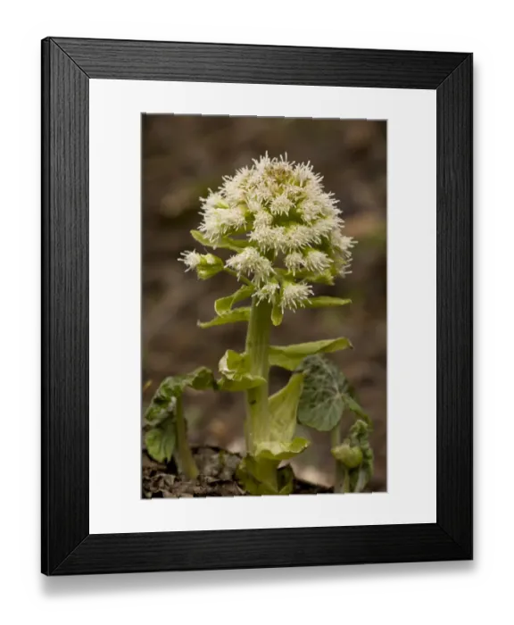 Framed Print : White Butterbur (Petasites albus) flowering, Rila Mountains, Bulgaria, may Framed Print : White Butterbur (Petasites albus) flowering, Rila Mountains, Bulgaria, may