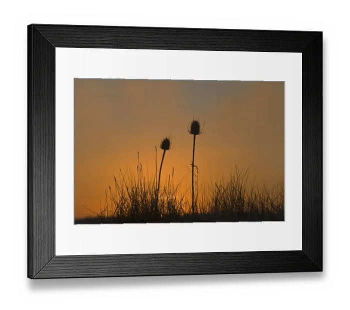Framed Print : Common Teasel (Dipsacus fullonum) seedheads, silhouetted at dawn, Snettisham RSPB Reserve, Norfolk, England, winter Framed Print : Common Teasel (Dipsacus fullonum) seedheads, silhouetted at dawn, Snettisham RSPB Reserve, Norfolk, England, winter