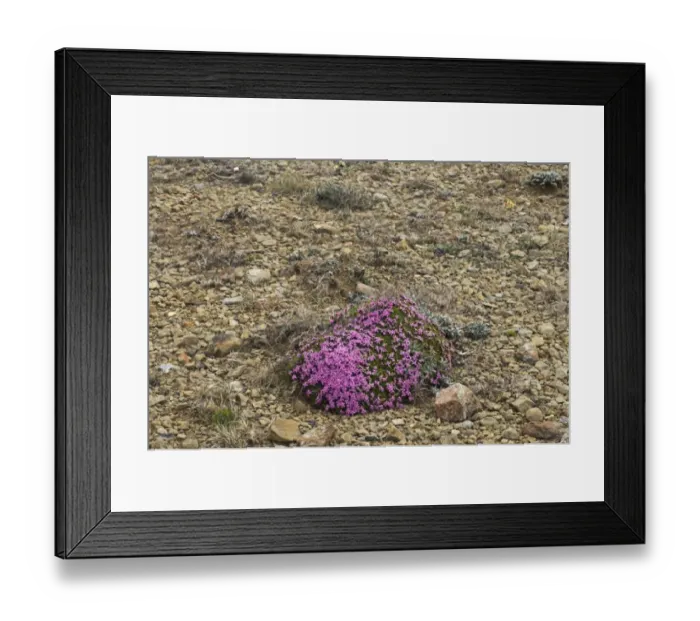 Framed Print : Moss Campion (Silene acaulis) flowering, Keen of Hamar National Nature Reserve, Unst, Shetland Islands, Scotland Framed Print : Moss Campion (Silene acaulis) flowering, Keen of Hamar National Nature Reserve, Unst, Shetland Islands, Scotland