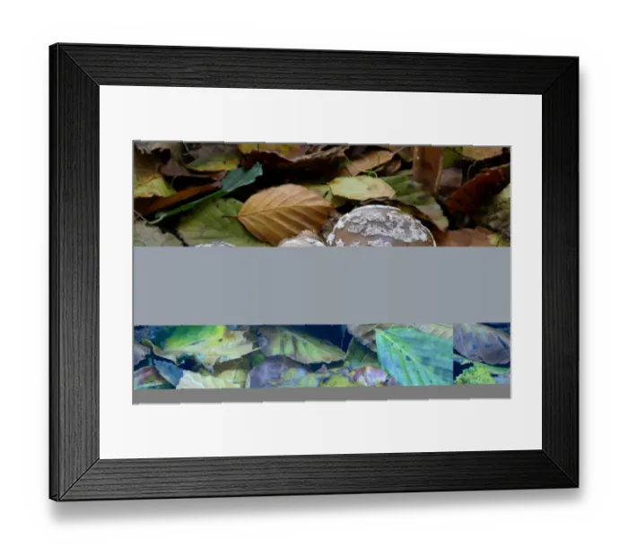 Framed Print : Grey Spotted Amanita (Amanita spissa) fruiting bodies, growing amongst leaf litter in woodland, Leicestershire Framed Print : Grey Spotted Amanita (Amanita spissa) fruiting bodies, growing amongst leaf litter in woodland, Leicestershire