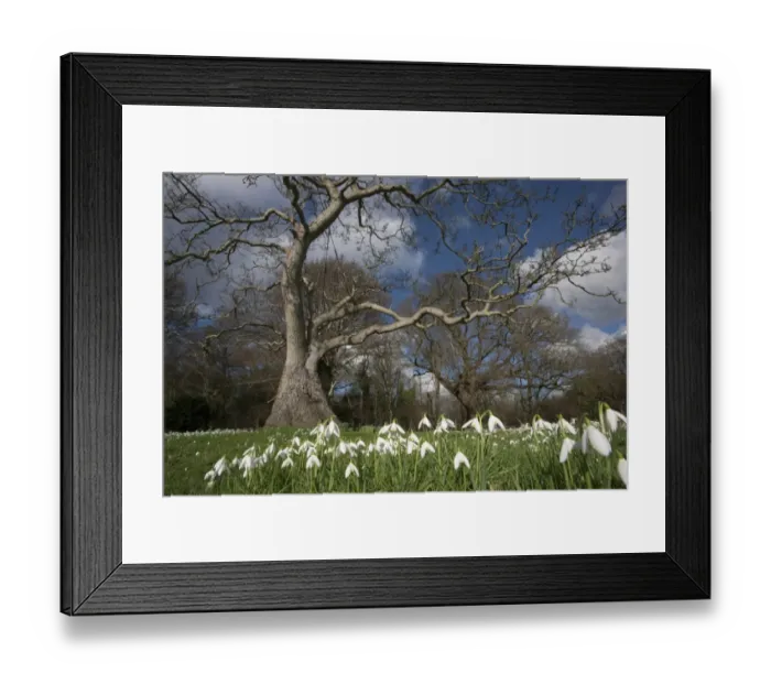Framed Print : Snowdrop (Galanthus nivalis) flowering, mass growing in woodland habitat, Essex, England, february Framed Print : Snowdrop (Galanthus nivalis) flowering, mass growing in woodland habitat, Essex, England, february