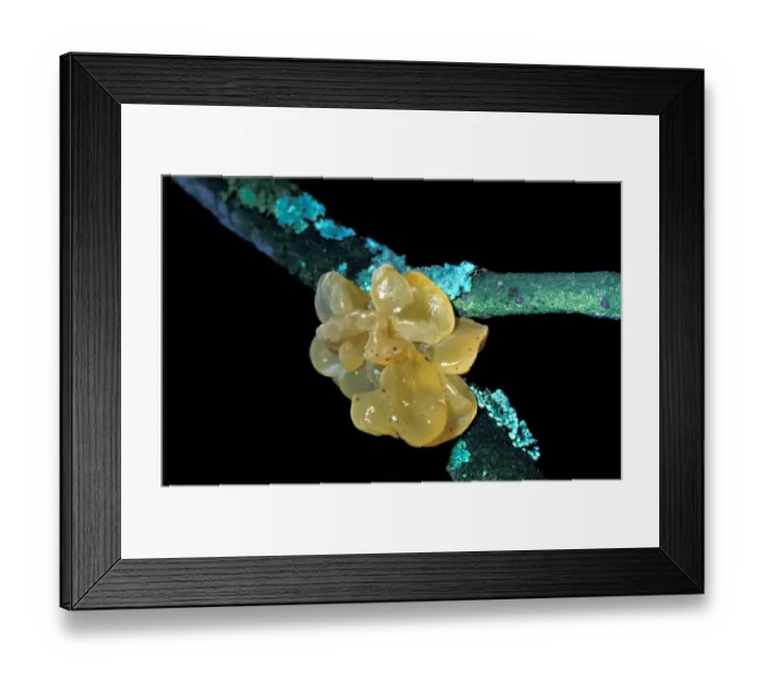 Framed Print : Fungi - Yellow Brain Fungus (Tremella mesenterica) Framed Print : Fungi - Yellow Brain Fungus (Tremella mesenterica)