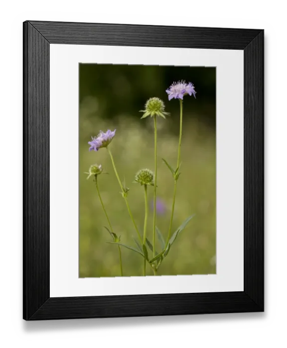 Framed Print : Field Scabious (Knautia arvensis) flowering, growing in grassland, Slovenia, june Framed Print : Field Scabious (Knautia arvensis) flowering, growing in grassland, Slovenia, june