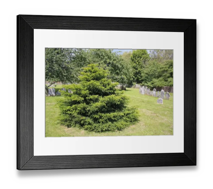 Framed Print : Common Yew (Taxus baccata) Millenium Yew, habit, planted in churchyard, St Framed Print : Common Yew (Taxus baccata) Millenium Yew, habit, planted in churchyard, St