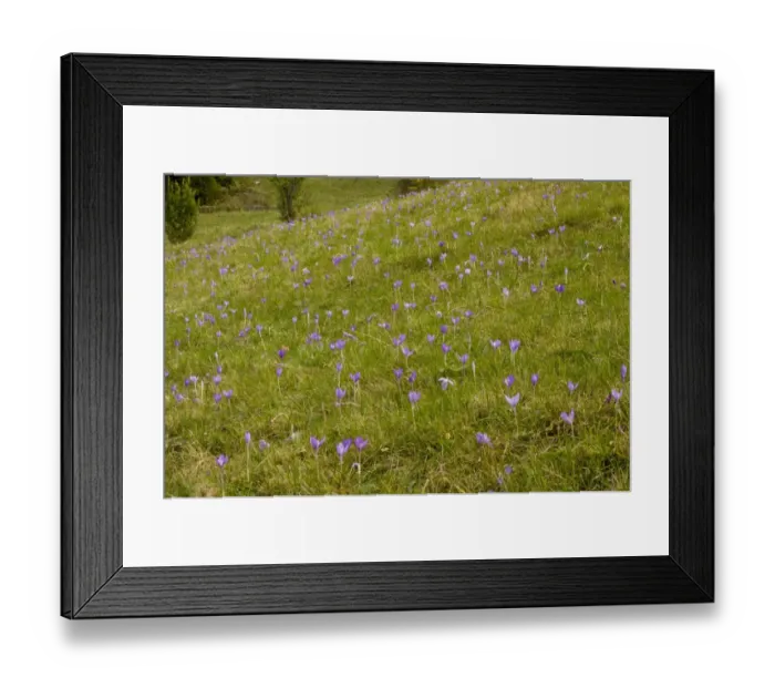 Framed Print : Autumn Crocus (Crocus banaticus) flowering, mass in pasture habitat, Fundata Pass, Southern Carpathians, Romania Framed Print : Autumn Crocus (Crocus banaticus) flowering, mass in pasture habitat, Fundata Pass, Southern Carpathians, Romania
