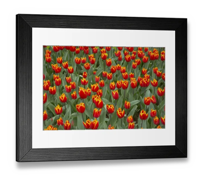 Framed Print : Tulip (Tulipa sp. ) Kings Cloak, flowering, Keukenhof Gardens, South Holland, Netherlands
