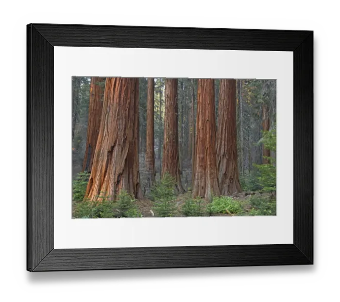 Framed Print : Giant Redwood (Sequoiadendron giganteum) trunks, in forest habitat, Sequoia N. P. California, U. S. A