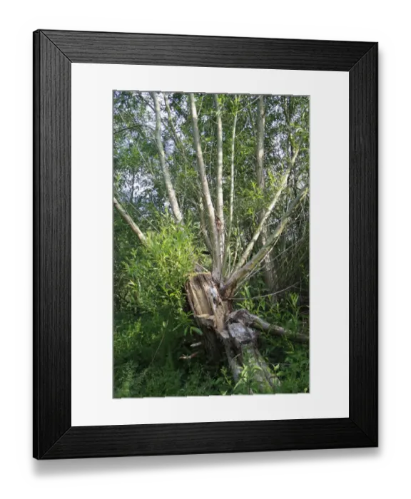 Framed Print : Crack Willow (Salix fragilis) habit, split and fallen trunk with regrowth, growing in wet woodland Framed Print : Crack Willow (Salix fragilis) habit, split and fallen trunk with regrowth, growing in wet woodland