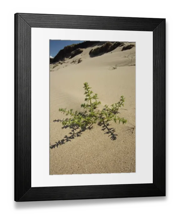 Framed Print : Prickly Saltwort (Salsola kali) growing on coastal sand dune habitat, Gower Peninsula, Glamorgan, Wales, july Framed Print : Prickly Saltwort (Salsola kali) growing on coastal sand dune habitat, Gower Peninsula, Glamorgan, Wales, july