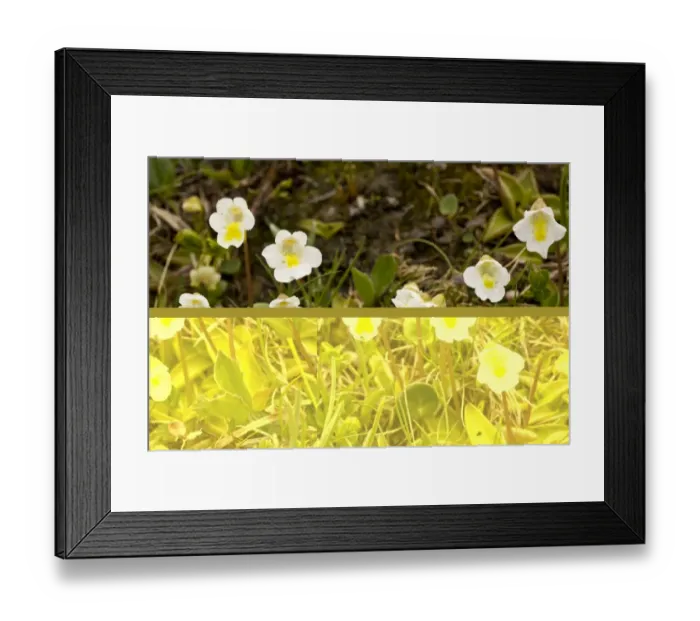 Framed Print : Alpine Butterwort (Pinguicula alpina) flowering, Julian Alps, Slovenia, june