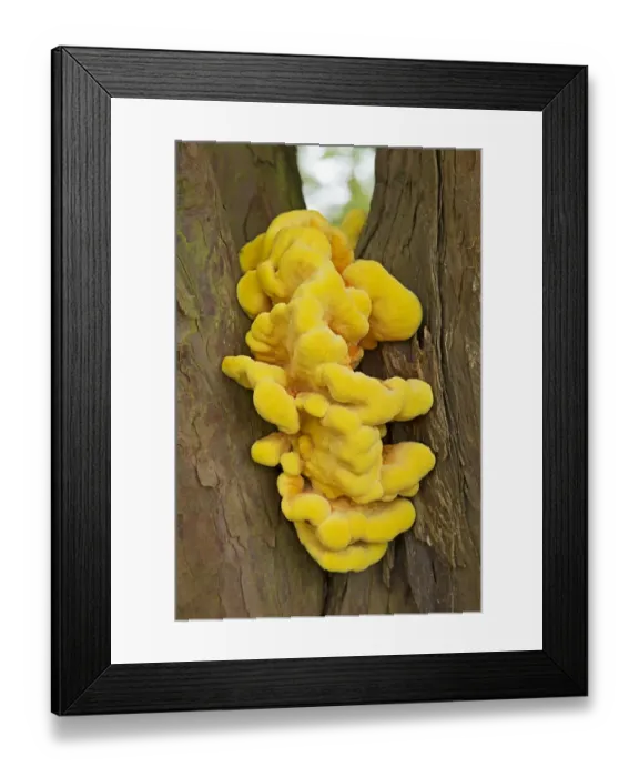Framed Print : Chicken-of-the-woods (Laetiporus sulphureus) fruiting body, growing on Common Yew (Taxus baccata) trunk, Croome Park Framed Print : Chicken-of-the-woods (Laetiporus sulphureus) fruiting body, growing on Common Yew (Taxus baccata) trunk, Croome Park