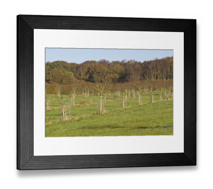 Framed Print : Common Walnut (Juglans regia) orchard, young trees with wire tree guards, Tincleton, Dorset, England, november