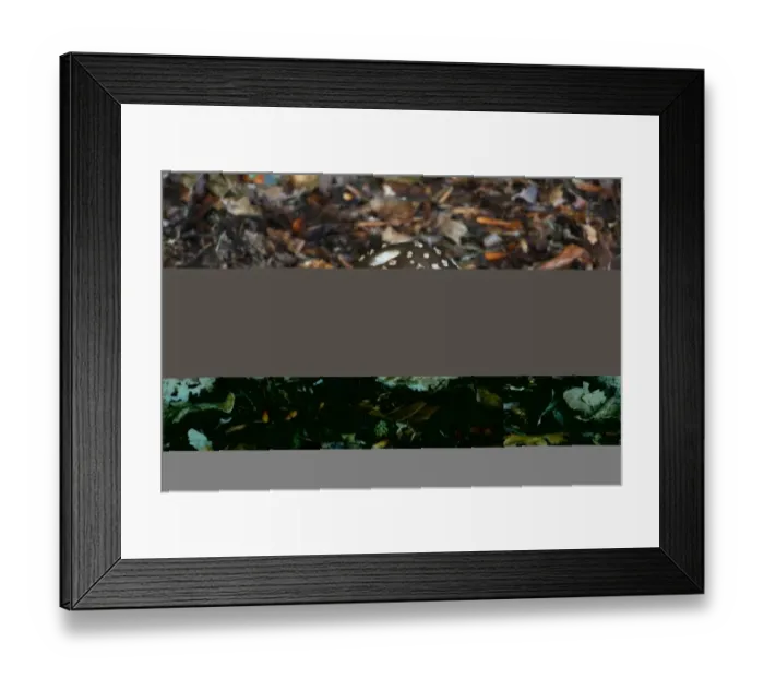 Framed Print : The Blusher (Amanita rubescens) fruiting bodies, growing amongst rotting leaves in woodland, Leicestershire, England Framed Print : The Blusher (Amanita rubescens) fruiting bodies, growing amongst rotting leaves in woodland, Leicestershire, England