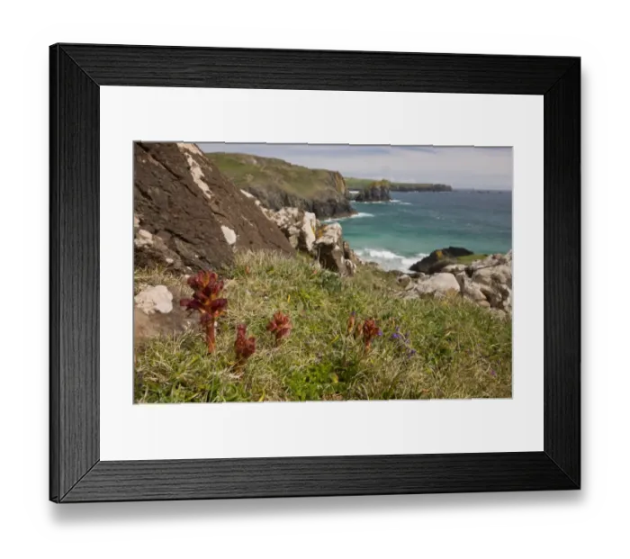 Framed Print : Thyme Broomrape (Orobanche alba) flowering, growing in clifftop habitat, Kynance Cove, The Lizard, Cornwall, England Framed Print : Thyme Broomrape (Orobanche alba) flowering, growing in clifftop habitat, Kynance Cove, The Lizard, Cornwall, England