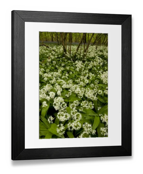 Framed Print : Ramsons (Allium ursinum) flowering mass, growing in woodland habitat, Garston Wood RSPB Nature Reserve, Dorset Framed Print : Ramsons (Allium ursinum) flowering mass, growing in woodland habitat, Garston Wood RSPB Nature Reserve, Dorset